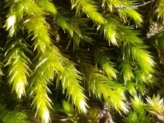 Leucodon andrewsianus