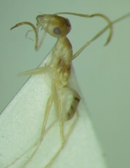 Cataglyphis pallida