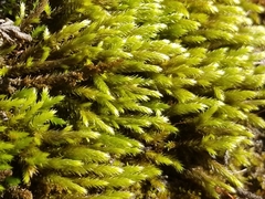 Leucodon andrewsianus