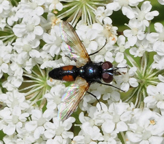 Clairvillia biguttata