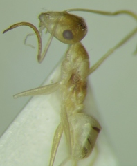 Cataglyphis pallida