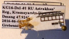 Cataglyphis pallida