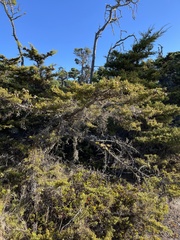 Cupressus goveniana