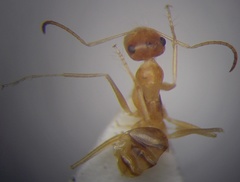 Cataglyphis pallida