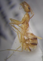 Cataglyphis pallida