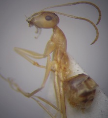 Cataglyphis pallida