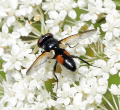Clairvillia biguttata