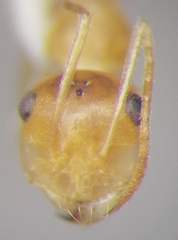 Cataglyphis pallida