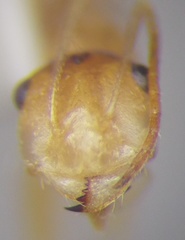 Cataglyphis pallida