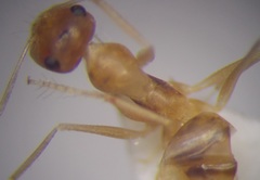 Cataglyphis pallida