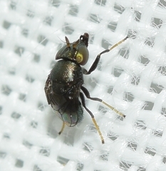 Clanoneurum cimiciforme