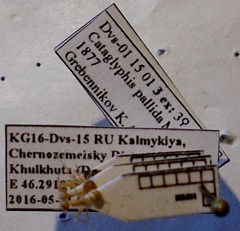 Cataglyphis pallida