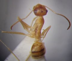 Cataglyphis pallida
