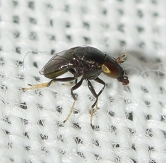 Clanoneurum cimiciforme