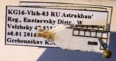 Cataglyphis pallida
