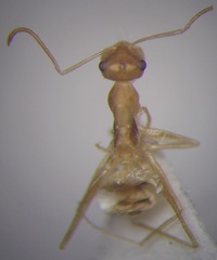 Cataglyphis pallida