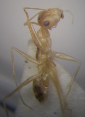 Cataglyphis pallida