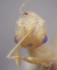 Cataglyphis pallida