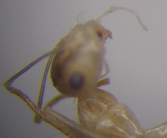 Cataglyphis pallida