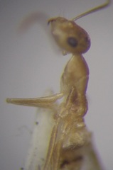Cataglyphis pallida