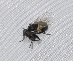 Coenosia atra
