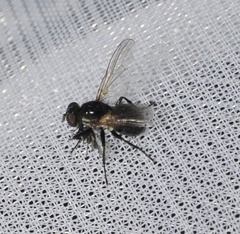 Coenosia atra
