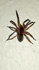 Scotina celans