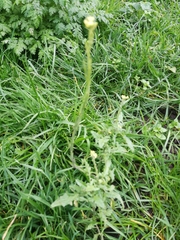 Sisymbrium officinale