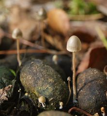 Protostropharia alcis