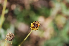 Apis mellifera