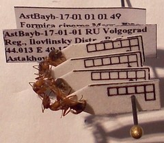 Formica cinerea