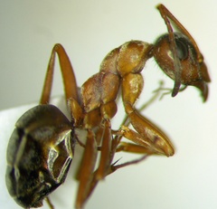 Formica cinerea