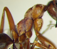 Formica cinerea