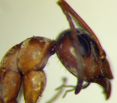 Formica cinerea