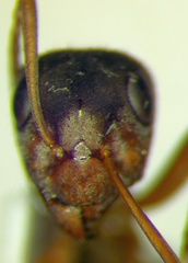 Formica cinerea