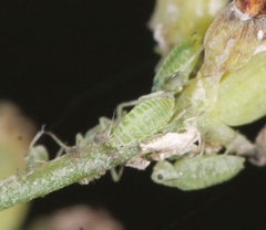 Cavariella aegopodii