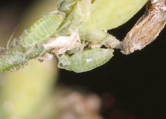 Cavariella aegopodii