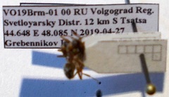 Formica cinerea
