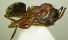 Formica cinerea