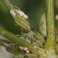 Cavariella aegopodii