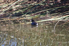 Fulica americana