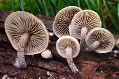Pholiota scamba
