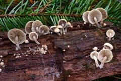 Pholiota scamba
