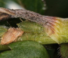 Cavariella aegopodii