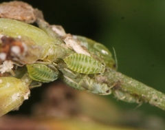 Cavariella aegopodii