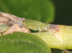 Cavariella aegopodii