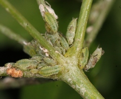 Cavariella aegopodii