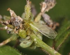 Cavariella aegopodii
