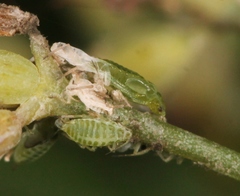 Cavariella aegopodii