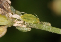 Cavariella aegopodii